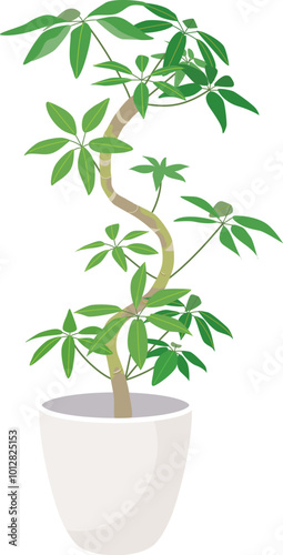 観葉植物　ツピダンサス