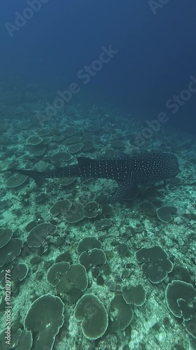 Whale shark in the Indian Ocean