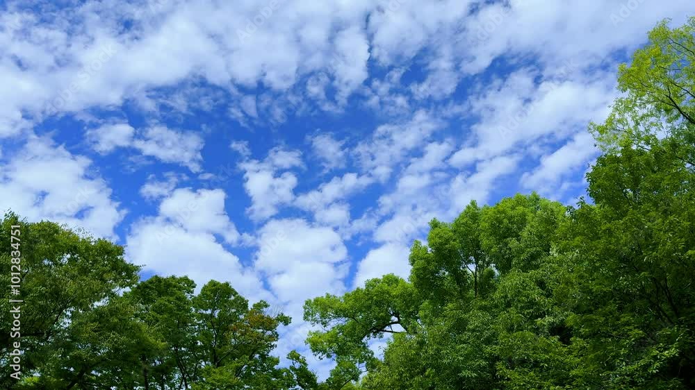 green trees in a park and blue sky green trees in a park and blue sky