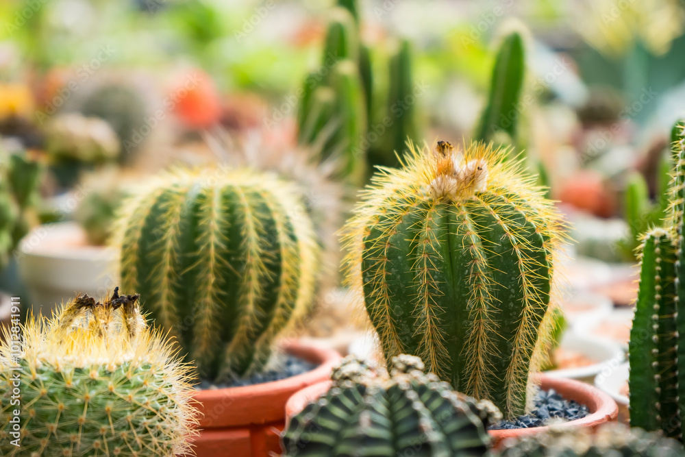 Beauty Cactus Cluster in Pot Beauty Cactus Cluster in Pot