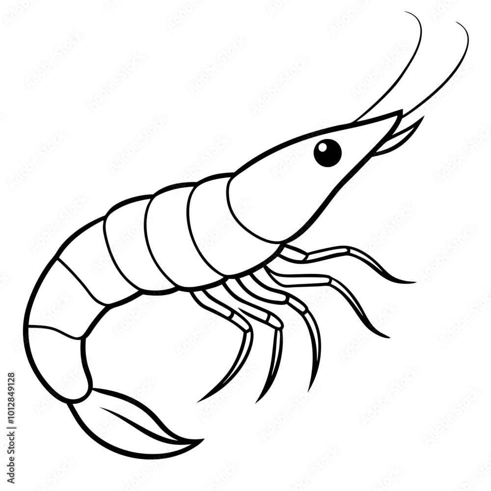 shrimp illustration shrimp illustration