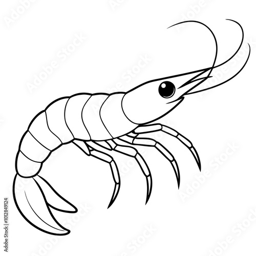 shrimp illustration