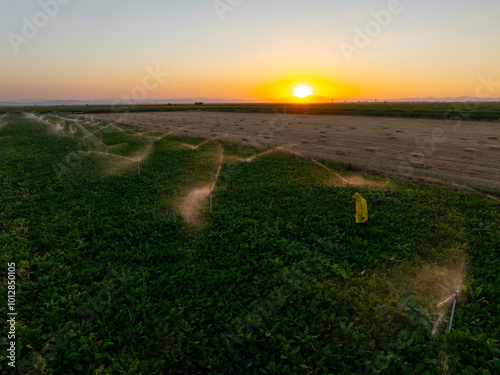 Lavender and wheat fields, Konya, Turkey