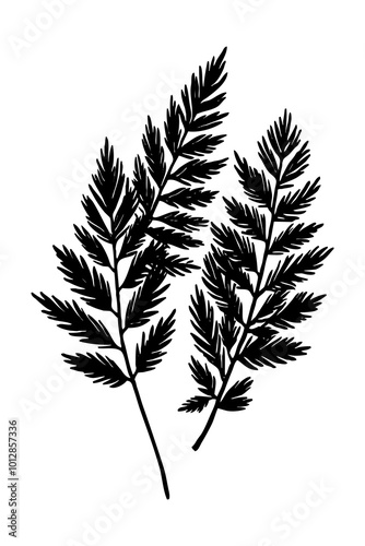 Leaves . Black and white botanical pattern. For use in graphics, materials. Abstract plant shapes. Minimalist illustration for printing on wall decorations.