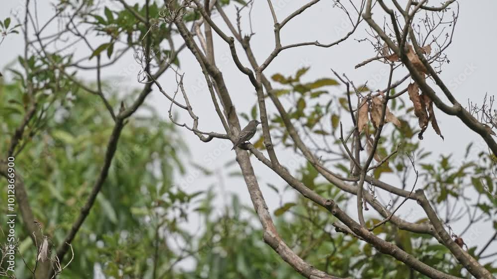 grey streaked flycatcher in a forest grey streaked flycatcher in a forest