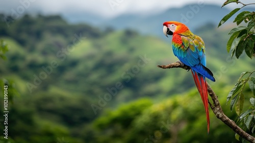Scarlet Macaw in Lush Rainforest