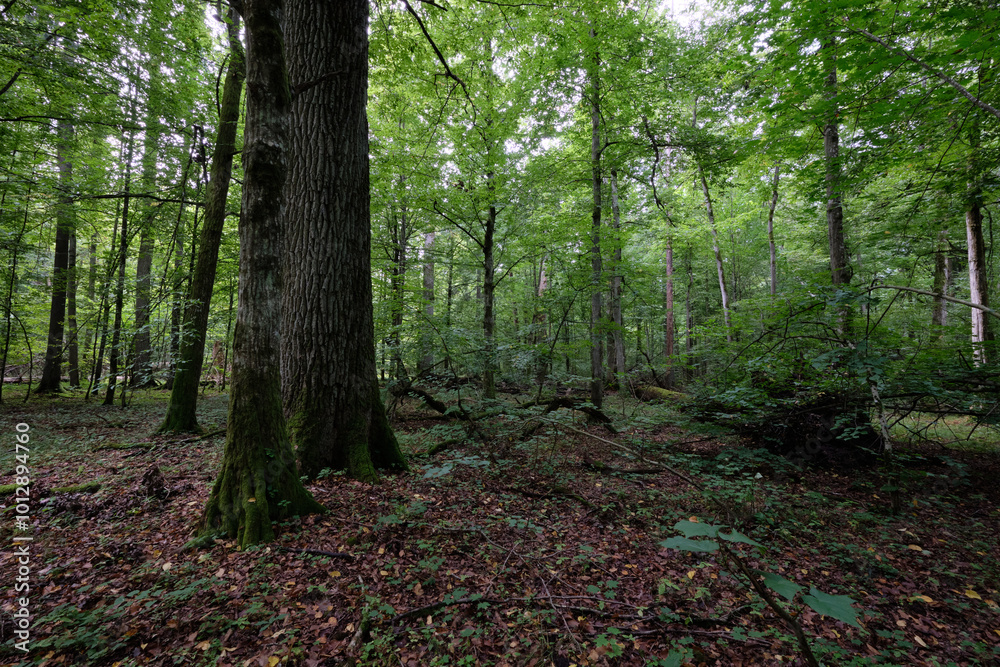 Summertime deciduous forest with broken old trees Summertime deciduous forest with broken old trees