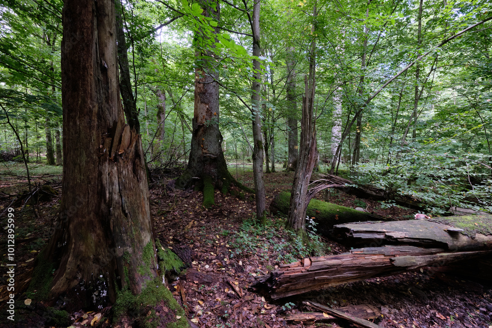 Summertime deciduous forest with broken old trees Summertime deciduous forest with broken old trees