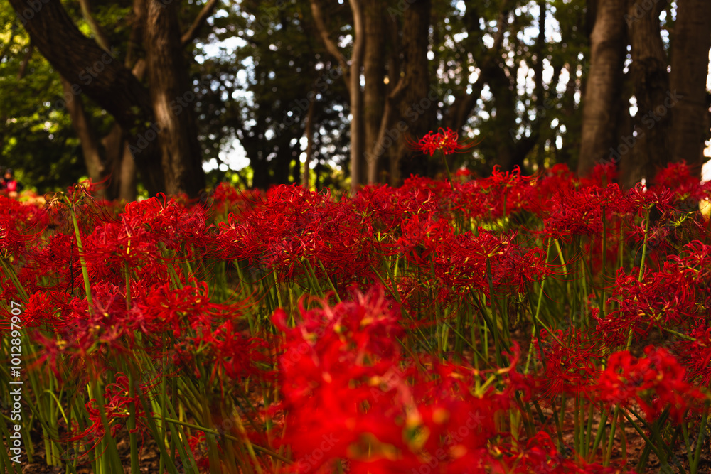 赤い曼珠沙華の風景