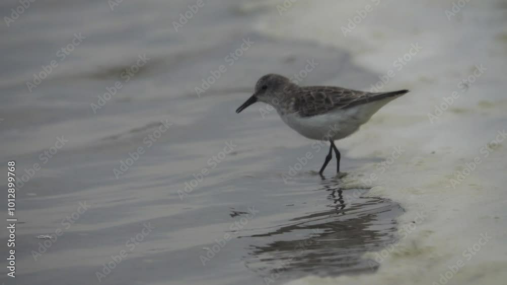 The migrating little stint (Calidris minuta, Ereunetes minutus) feeds on the sandy-shell shallow waters of the salt lake. Early spring (winter) plumage The migrating little stint (Calidris minuta, Ereunetes minutus) feeds on the sandy-shell shallow waters of the salt lake. Early spring (winter) plumage