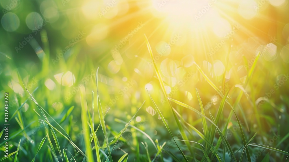 Obraz premium Sunny Meadow