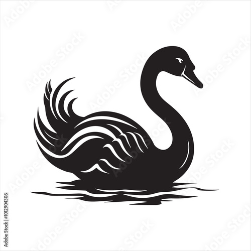 black swan on white background