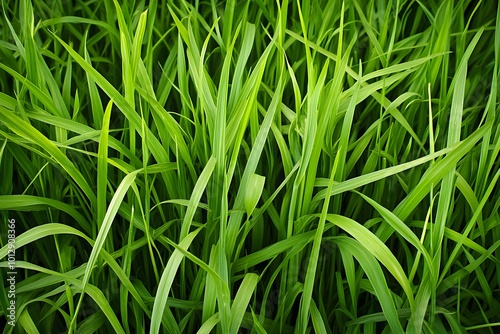 Vibrant Green Grass Blades