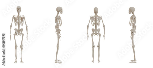 Obraz na płótnie A human skeleton front, back, side posed view medical anatomy