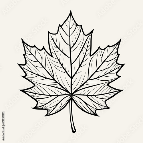 black and white maple leaf  on white background