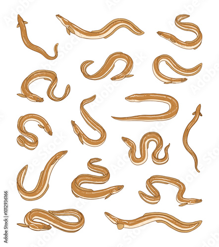 hand drawn vector set of freshwater eel illustration isolated on white background.