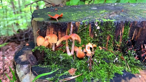 Mushrooms grow on a stump in the forest. photo