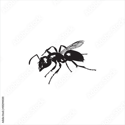 ant isolated on white background