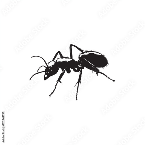 ant isolated on white background