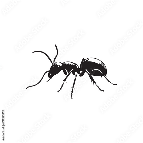 ant isolated on white background
