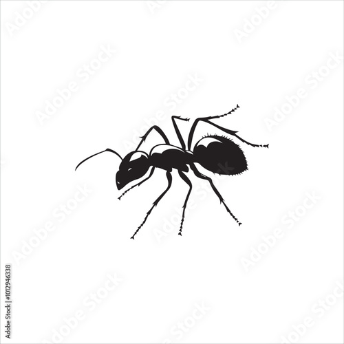 ant isolated on white background