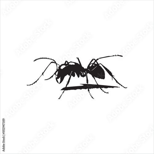 ant isolated on white background