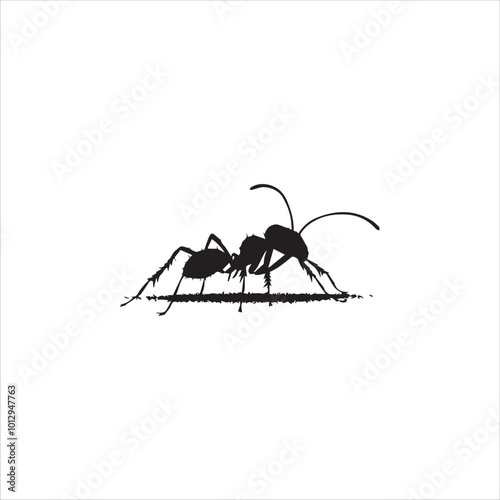 ant isolated on white background