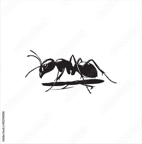 ant isolated on white background