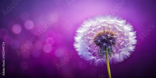 A single dandelion seed head, fully bloomed and ready to disperse its seeds, stands tall against a backdrop of soft purple bokeh.