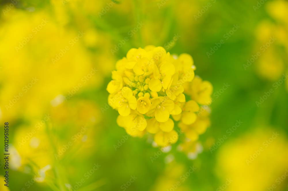 黄色い花畑、一面に満開の菜の花 黄色い花畑、一面に満開の菜の花