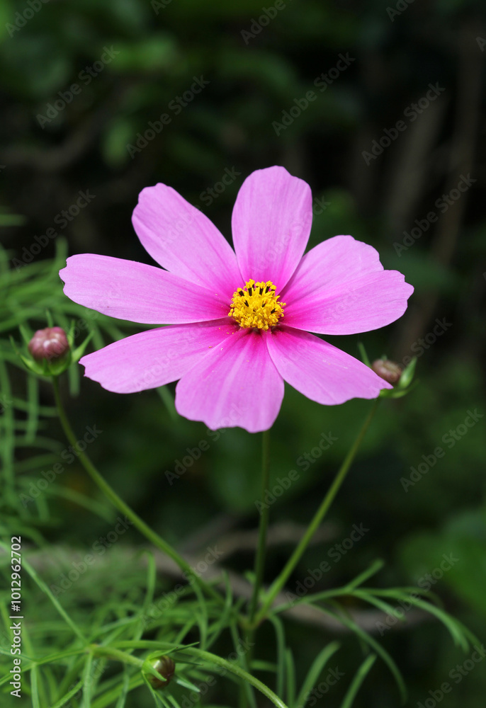 Pink Cosmos flower on a plant in a garden Pink Cosmos flower on a plant in a garden
