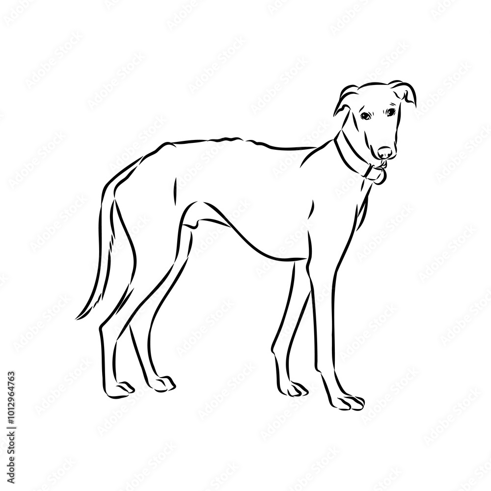 Spanish galgo, Greyhound black and white dog Spanish galgo, Greyhound black and white dog