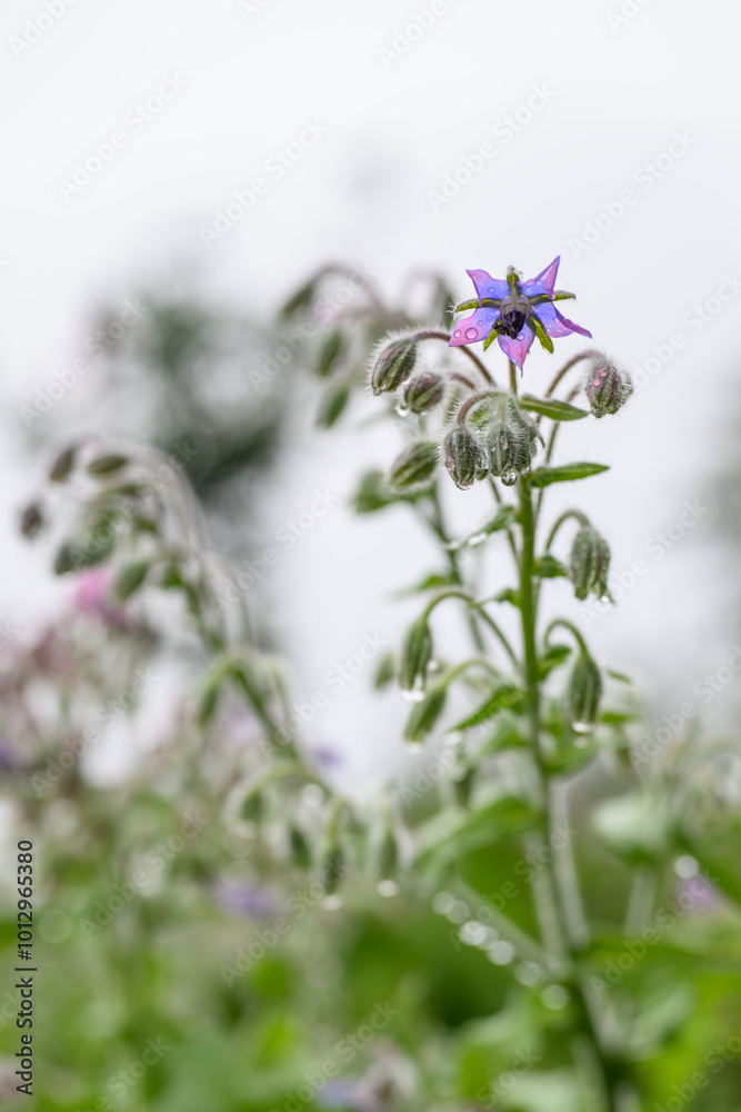 Blue beautiful borage flower outdoors on plant.
Blue beautiful borage flower outdoors on plant.