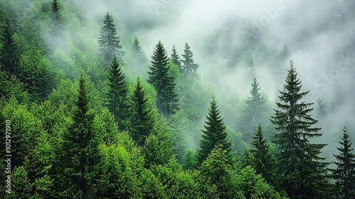 Misty forest with tall pine trees and fog.