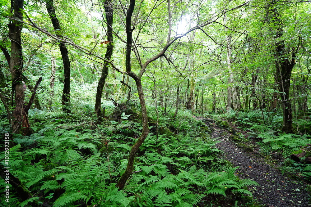 fine summer path and dense ferns fine summer path and dense ferns