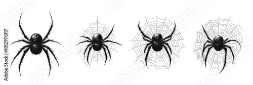 Black Spider Illustration