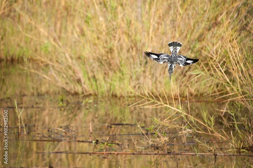 Pied kingfisher diving in water