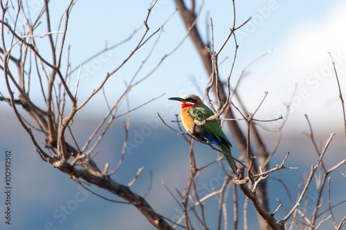 White-fronted bee-eater