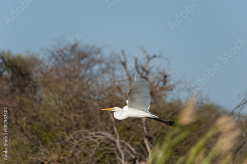 Great egret flying in Africa