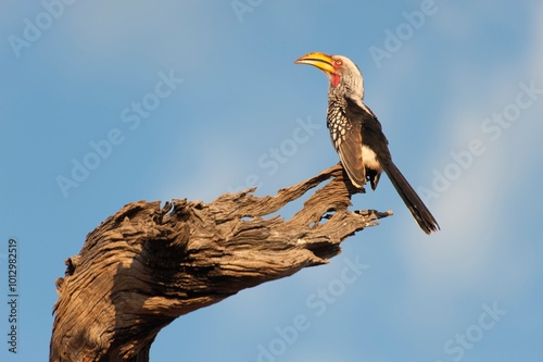 Southern yellow-billed hornbill
