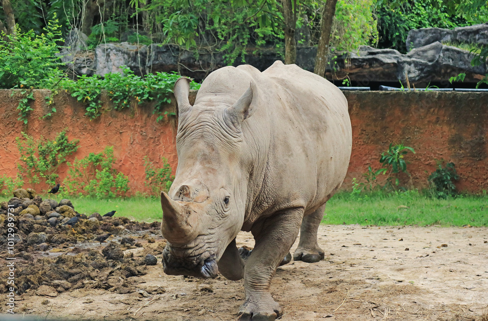 Naklejka premium Southern White Rhinoceros Walking along Its Dung Piles in the Zoo
