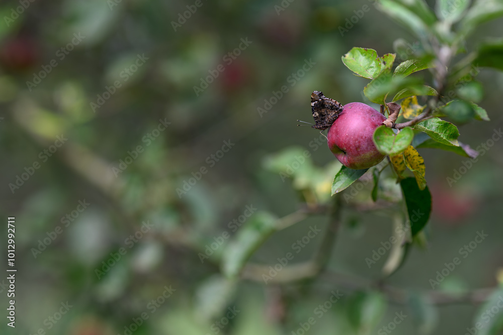 Admiral butterfly on a red apple on a branch.
Admiral butterfly on a red apple on a branch.