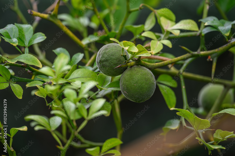 Three-leaved lemon tree and two green fruits.
Three-leaved lemon tree and two green fruits.
