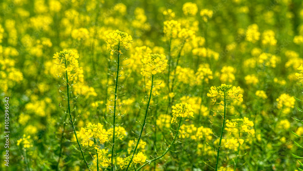 Senf Blüten