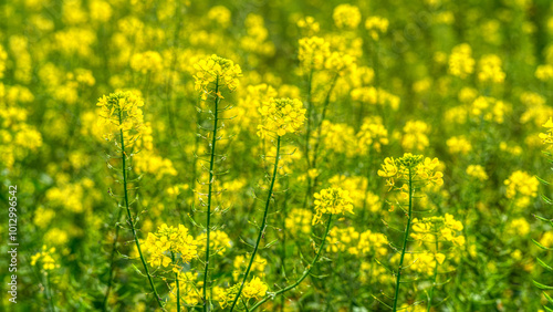 Obraz na płótnie Senf Blüten w salonie