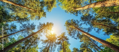 Wallpaper Mural Sunbeams Through Tall Trees in a Forest Torontodigital.ca