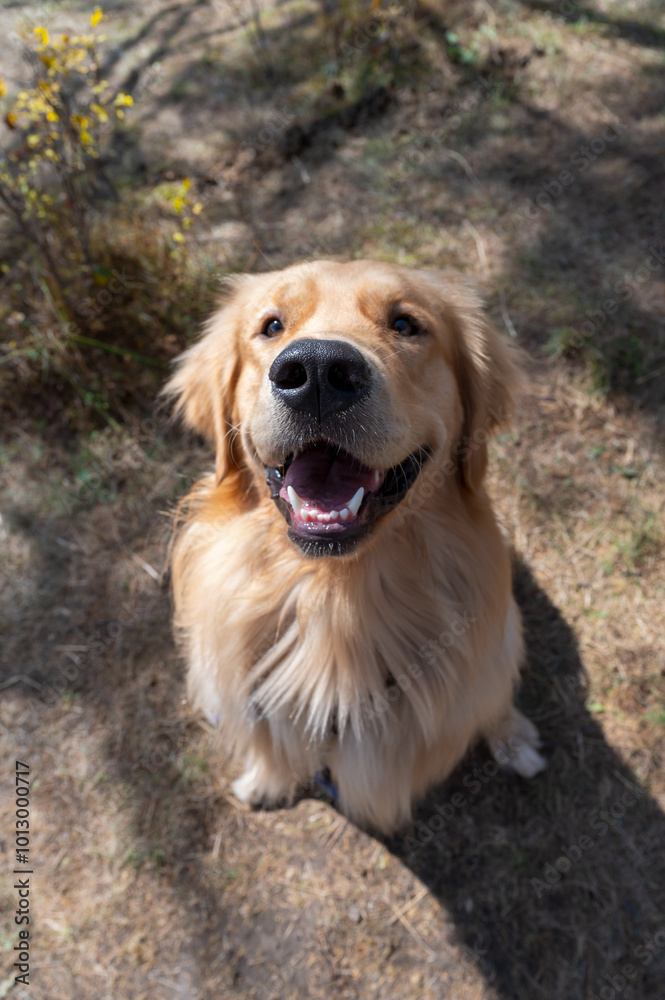Golden Retriever sitting happily on the floor Golden Retriever sitting happily on the floor