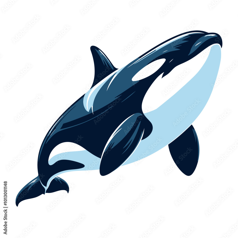 Fototapeta premium Orca vector and illustration.