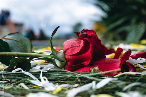 Red rose, Funeral decoration