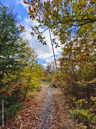 Footpath through the autumn colored forest in beautiful light